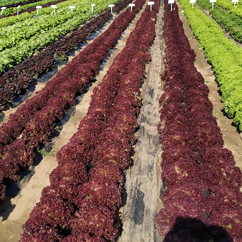 High Quality Purple Lettuce Seeds for Planting-Purple Fast Growing