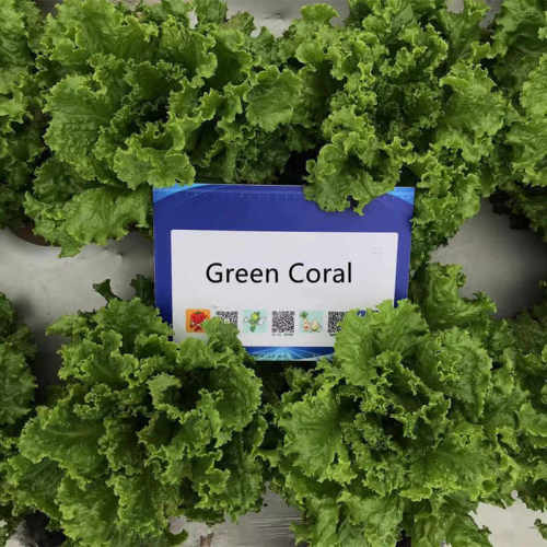 High Quality Green Lettuce Seeds for GrowingGreen Coral,Vegetable Seeds,Lettuce seeds