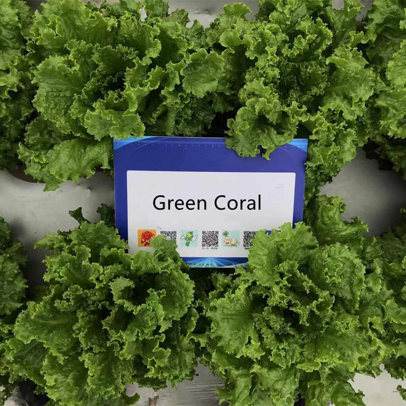 High Quality Green Lettuce Seeds for Growing-Green Coral