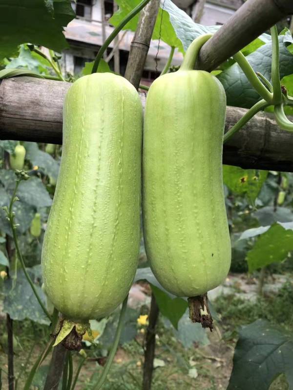 Hybrid F1 High Qualily White Luffa Seeds Loofah Seeds for Growing-Fragrant White No. 2