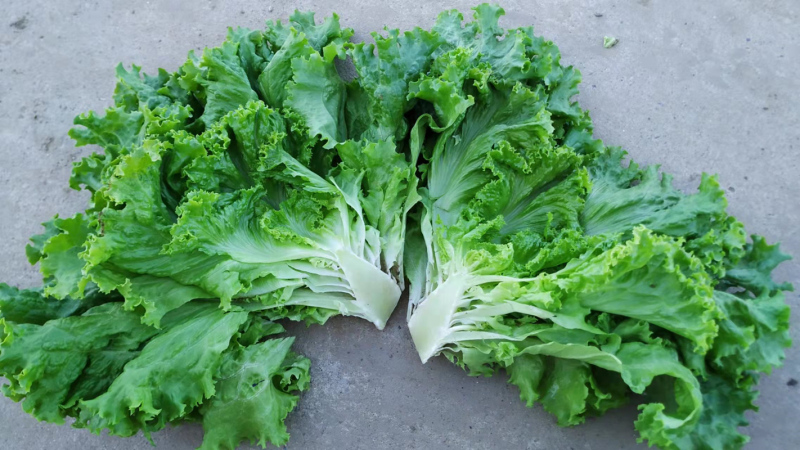 High Quality Green Lettuce Seeds for Planting-American Fast Growing