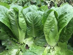 High Quality Crisp Green Leaf Romaine Lettuce Seeds for Growing-Green Romanli