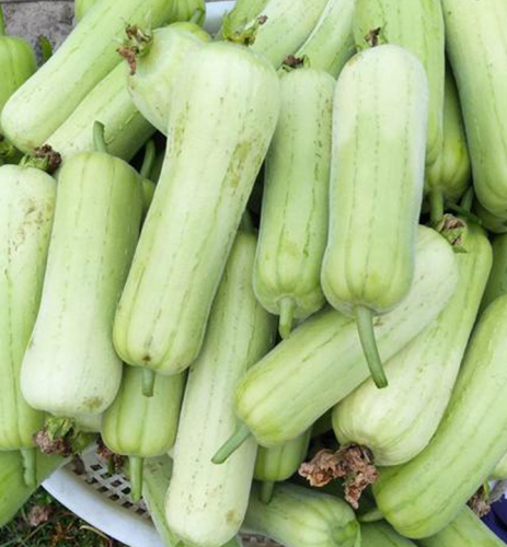 Hybrid F1 High Qualily White Luffa Seeds Loofah Seeds for Growing-Fragrant White No. 1