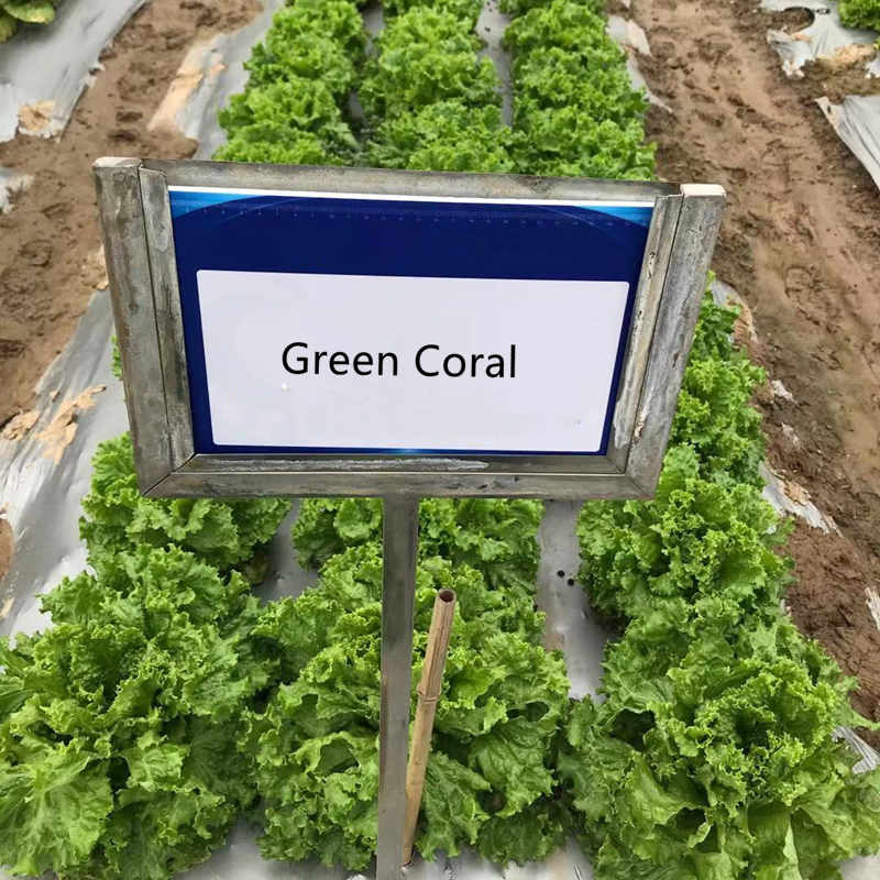 High Quality Green Lettuce Seeds for Growing-Green Coral