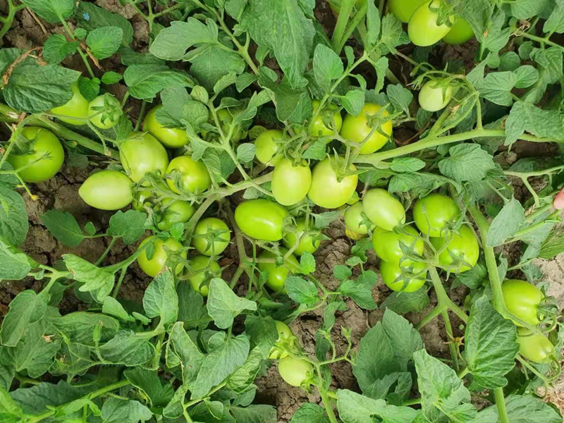 Good Quality Hybrid F1 Red Oval Determinate Tomato Seeds for Growing-INT28