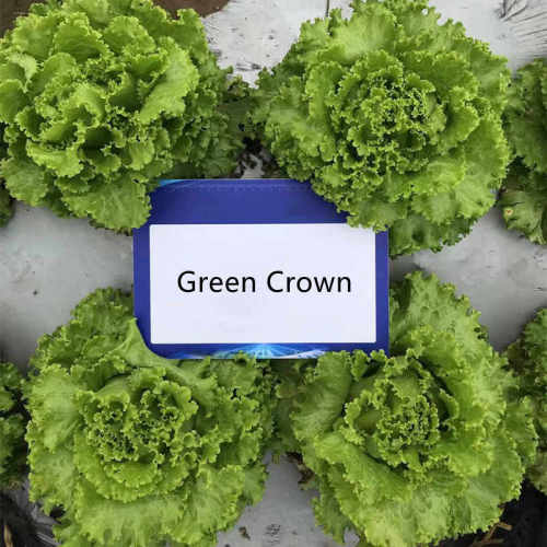 High Quality Green Lettuce Seeds for GrowingGreen Crown,Vegetable Seeds,Lettuce seeds