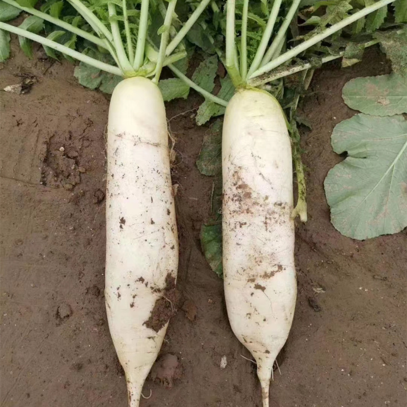 Hybrid F1 High Quality White Long Radish Seeds for Growing-FR No. 3