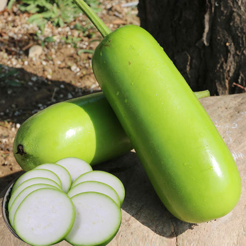 Hybrid F1 High Quality Short Bottle Gourd Seeds for Growing-Short Gourd No. 2