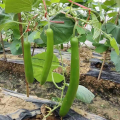 Hybrid F1 High Quality Long Bottle Gourd Seeds for Growing-Long Gourd No. 8