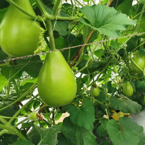Hybrid F1 High Quality Round Bottle Gourd Seeds for Growing-Super Early