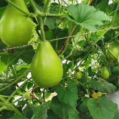 Hybrid F1 High Quality Round Bottle Gourd Seeds for Growing-Super Early