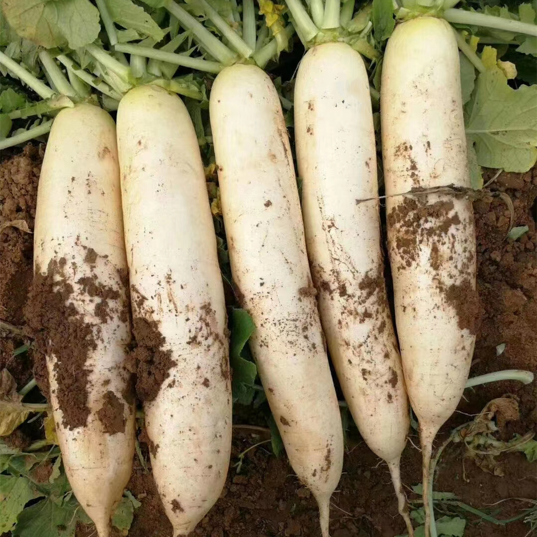 Hybrid F1 High Quality White Long Radish Seeds for Growing-FR No. 3