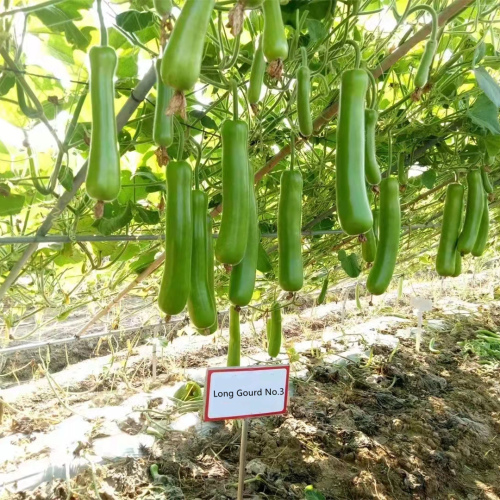 Hybrid F1 High Quality Long Bottle Gourd Seeds for Growing-Long Gourd No. 3