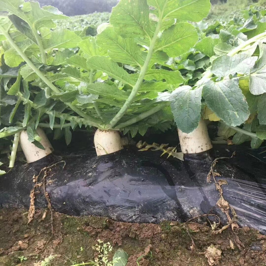 Hybrid F1 High Quality White Long Radish Seeds for Growing-FR No. 3