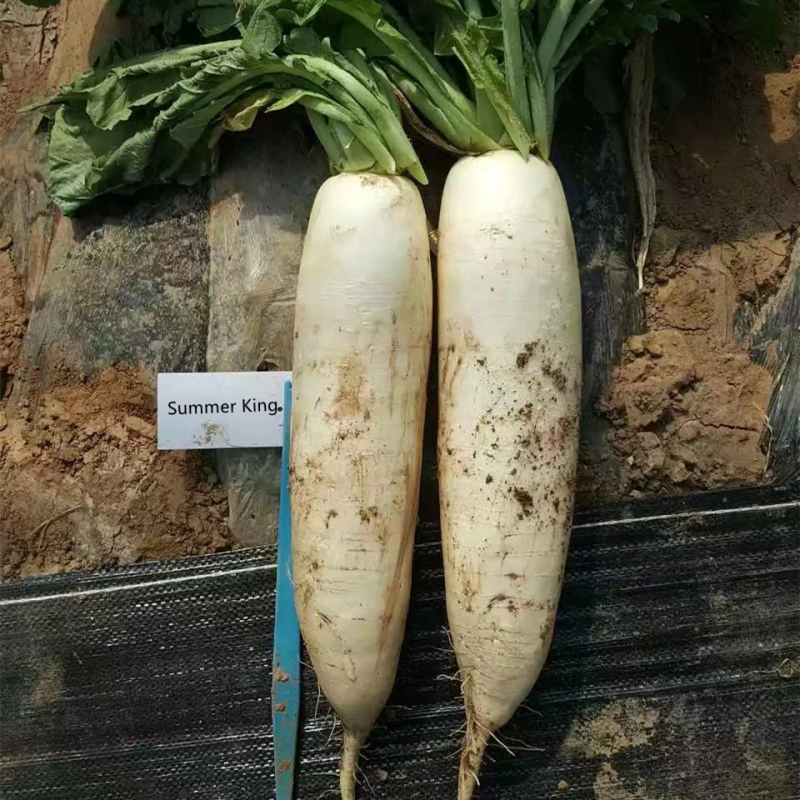 Hybrid F1 High Quality White Long Radish Seeds for Growing-Summer King