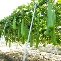 Hybrid F1 High Quality Long Bottle Gourd Seeds for Growing-Long Gourd No. 3