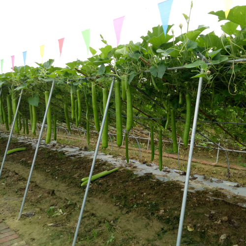 Hybrid F1 High Quality Long Bottle Gourd Seeds for Growing-Long Gourd No. 8