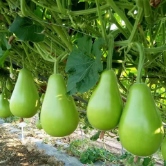 Hybrid F1 High Quality Round Bottle Gourd Seeds for Growing-Super Early