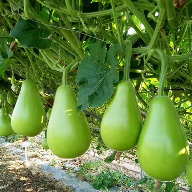 Hybrid F1 High Quality Round Bottle Gourd Seeds for Growing-Super Early