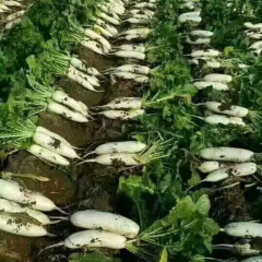 Hybrid F1 High Quality White Long Radish Seeds for Growing-Summer King