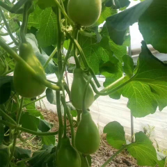 Hybrid F1 High Quality Round Bottle Gourd Seeds for Growing-Super Early