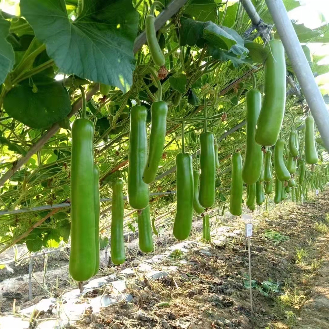 Hybrid F1 High Quality Long Bottle Gourd Seeds for Growing-Long Gourd No. 3