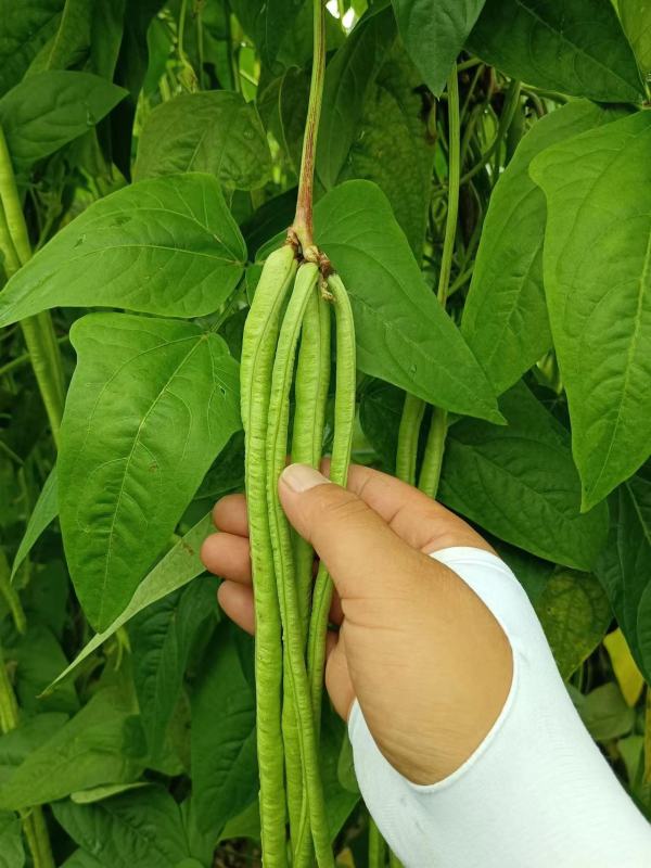 High Quality Dark Green Long Bean Seeds Cowpea Seeds for Growing-Green Beaut No.2