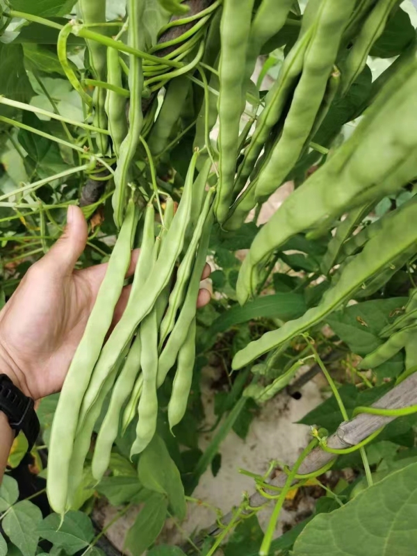 High Quality Light Green French Bean Seeds Cowpea Seeds for Growing-FB No.3