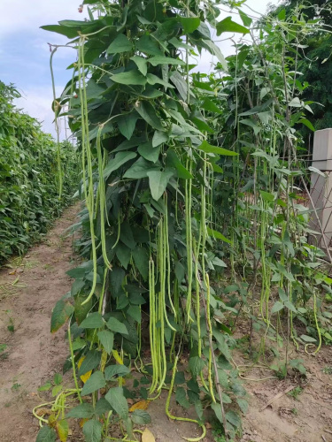 High Quality Dark Green Long Bean Seeds Cowpea Seeds for Growing-Green Beaut No.2