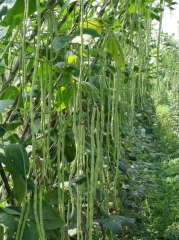 High Quality Light Green Long Bean Seeds Cowpea Seeds for Growing-Green Beaut No.1