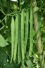 High Quality Light Green French Bean Seeds Cowpea Seeds for Growing-FB No.3