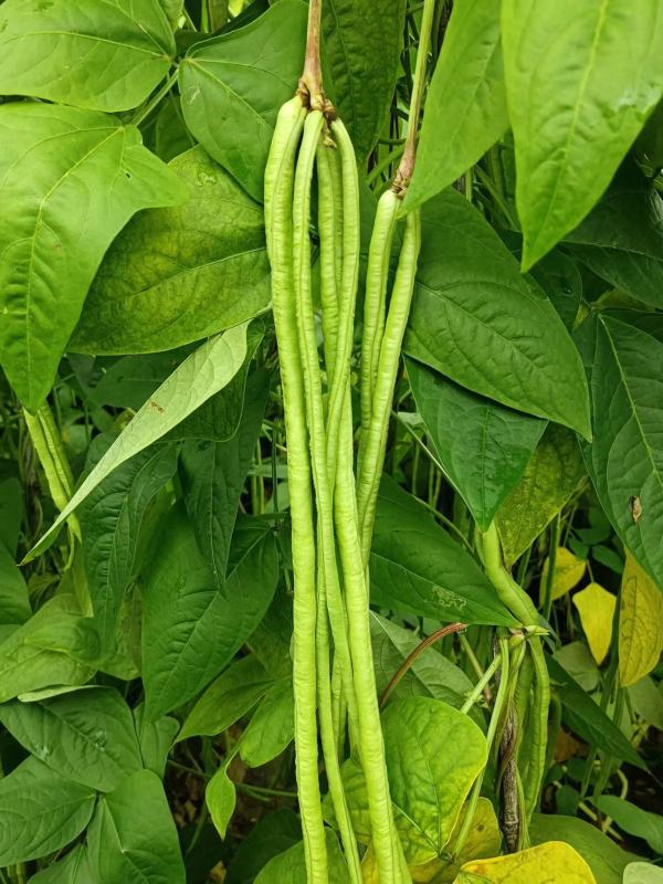 High Quality Dark Green Long Bean Seeds Cowpea Seeds for Growing-Green Beaut No.2