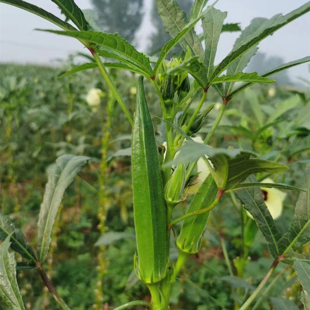 High Quality Hybrid Green Okra Seeds For GrowingFruit Okra No.2