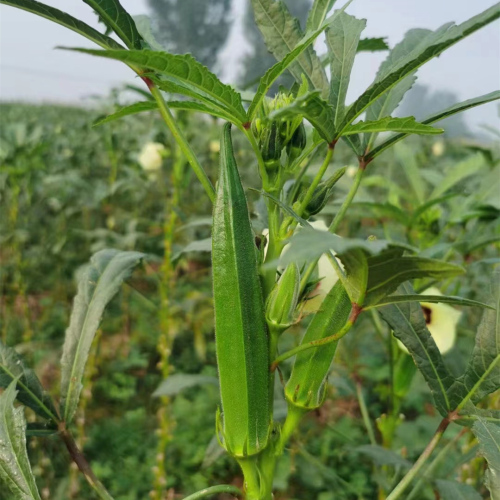 High Quality Hybrid Green Okra Seeds For Growing-Fruit Okra No.2