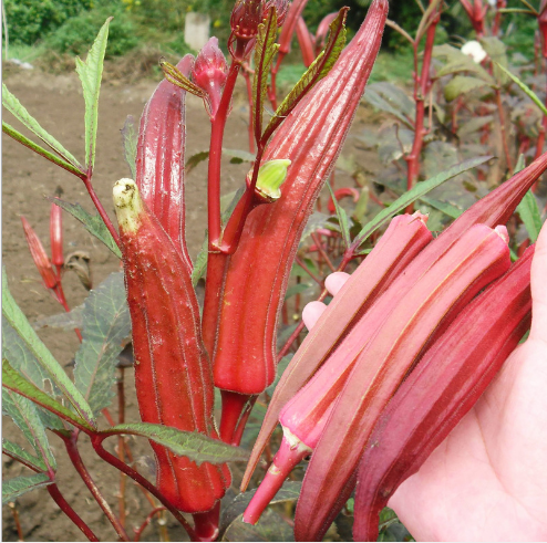 High Quality Hybrid Red Okra Seeds For Growing