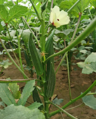 High Quality Hybrid Green Okra Seeds For Growing-Fruit Okra No.2