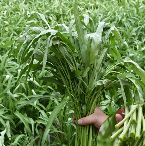 High Quality Water Spinach Leafy Seeds for Growing-Small Leaf Water Spinach