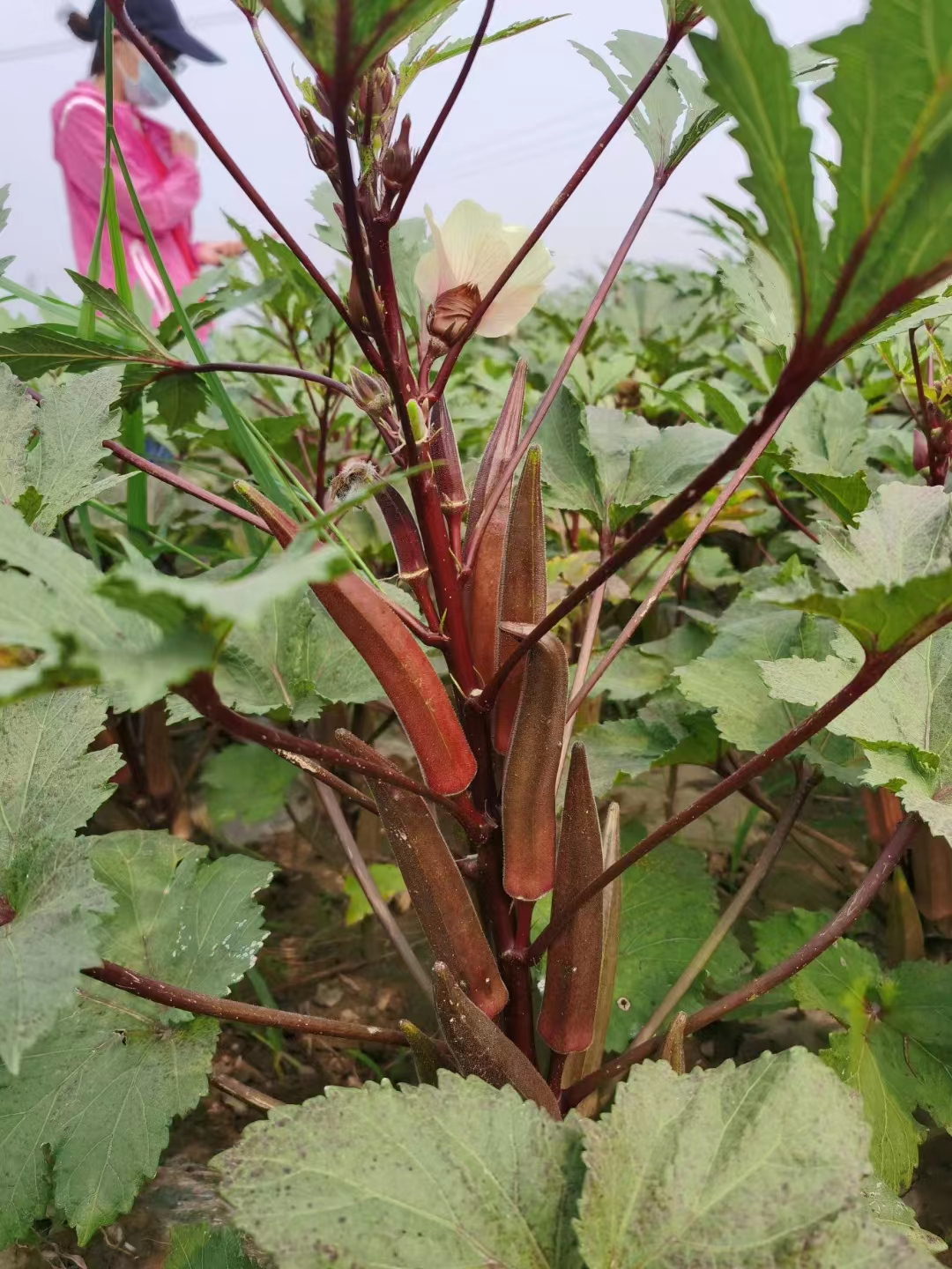 High Quality Hybrid Red Okra Seeds For Growing