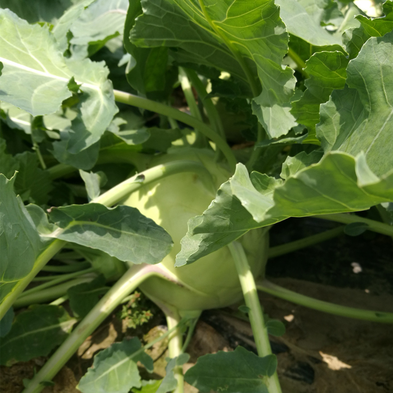 High Quality Hybrid F1 Kohlrabi Seeds for Growing-GK 01