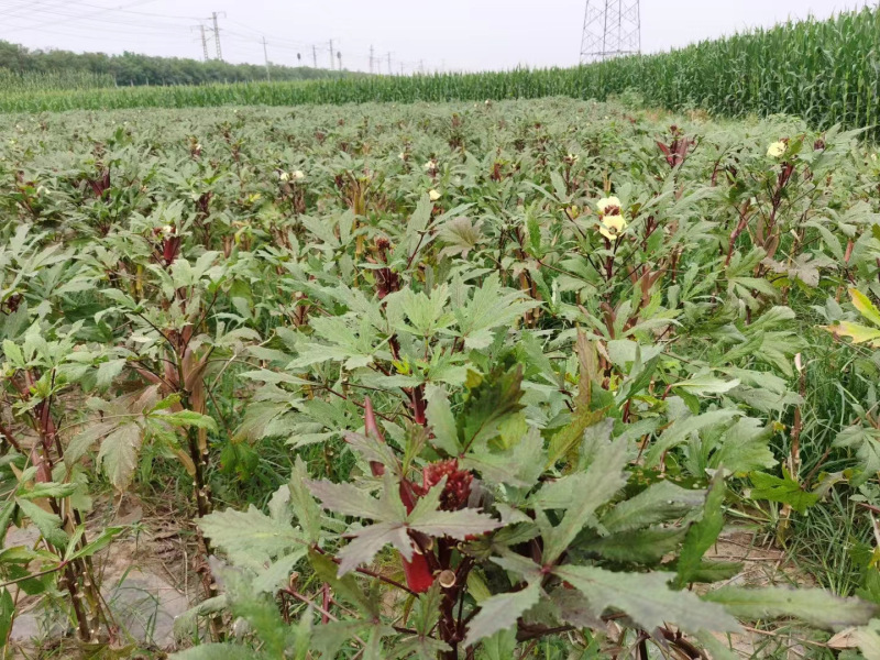 High Quality Hybrid Red Okra Seeds For Growing