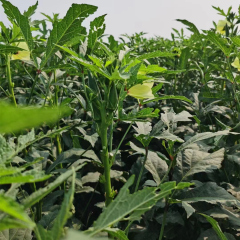 High Quality Hybrid Green Okra Seeds For Growing-Fruit Okra No.1