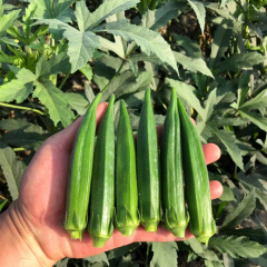 High Quality Hybrid Green Okra Seeds For Growing-Fruit Okra No.2