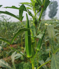 High Quality Hybrid Green Okra Seeds For Growing-Fruit Okra No.1