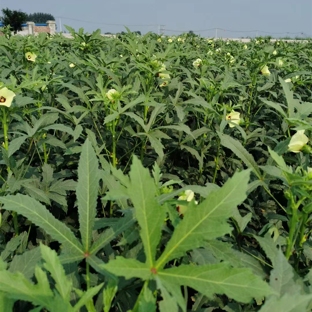 High Quality Hybrid Green Okra Seeds For GrowingFruit Okra No.2