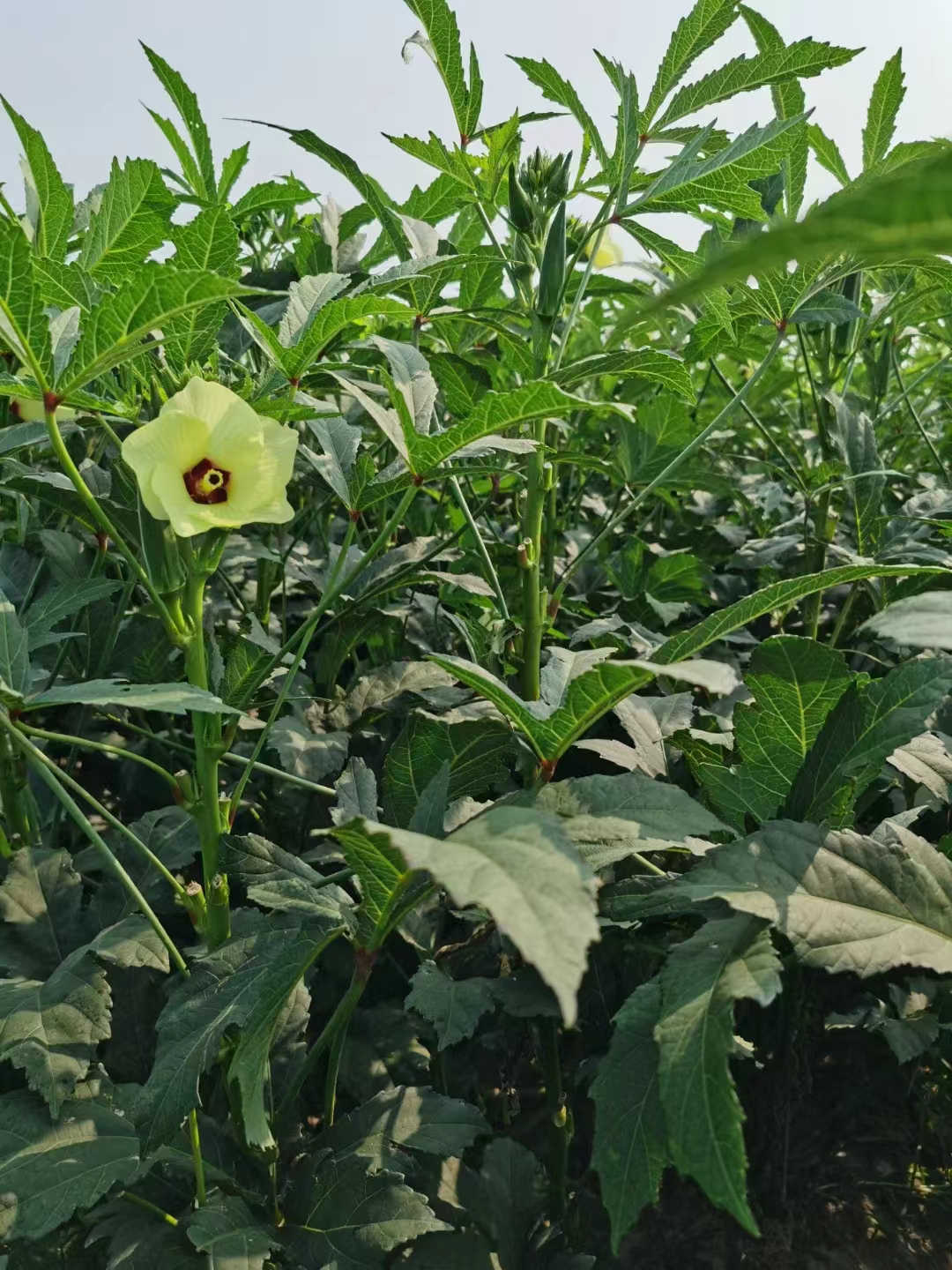 High Quality Hybrid Green Okra Seeds For GrowingFruit Okra No.2