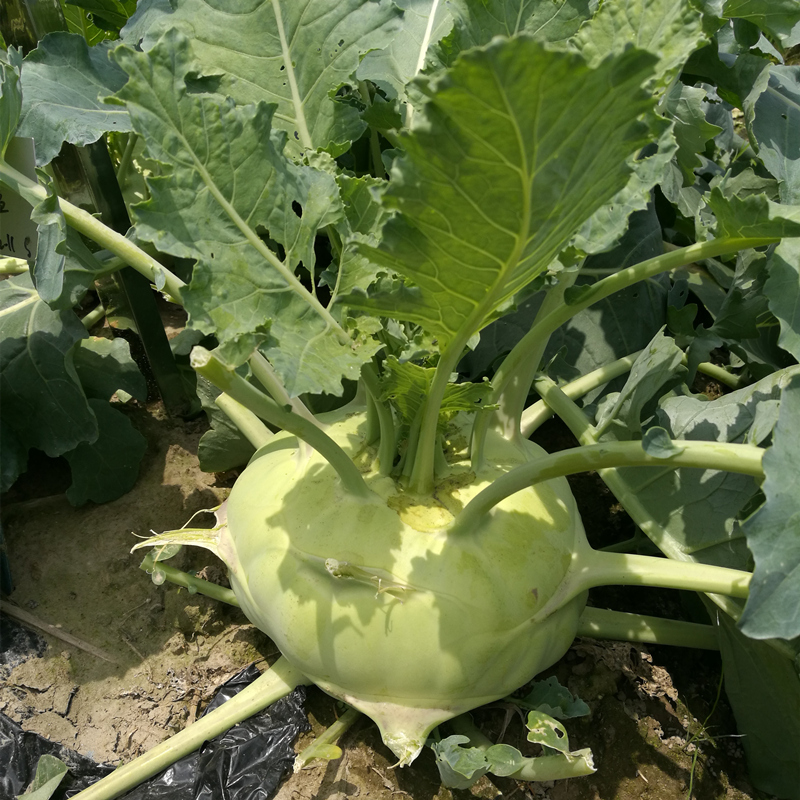 High Quality Hybrid F1 Kohlrabi Seeds for Growing-GK 01