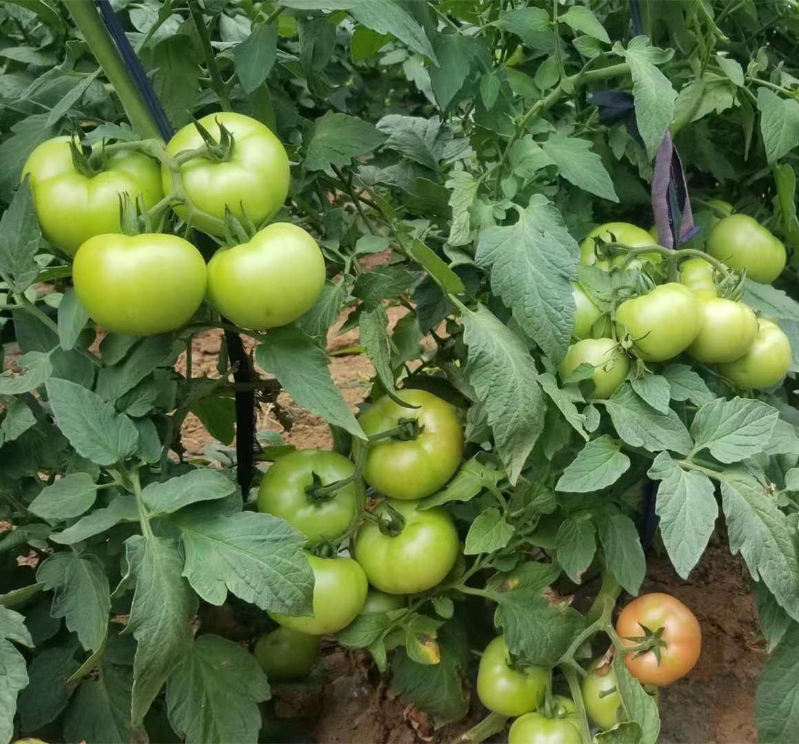 BlushingStar Tomato (F1 Hybrid 70-75 Days)