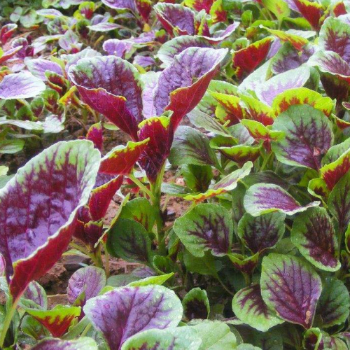 High Quality Amaranthus Seeds For Growing-Red Amaranthus No.1