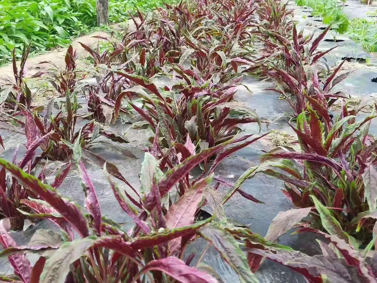 High Quality Amaranthus Seeds For Growing-Red Amaranthus No.2