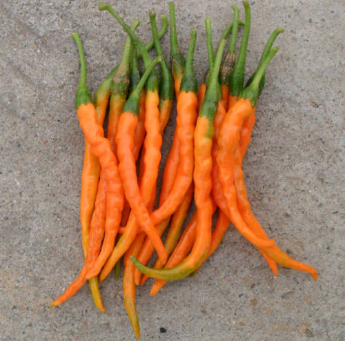 Fairy Valley Bred Hot Sale High Yield Hybrid F1 Yellow Hot Peppers Chili Pepper Seeds for Growing-Gold